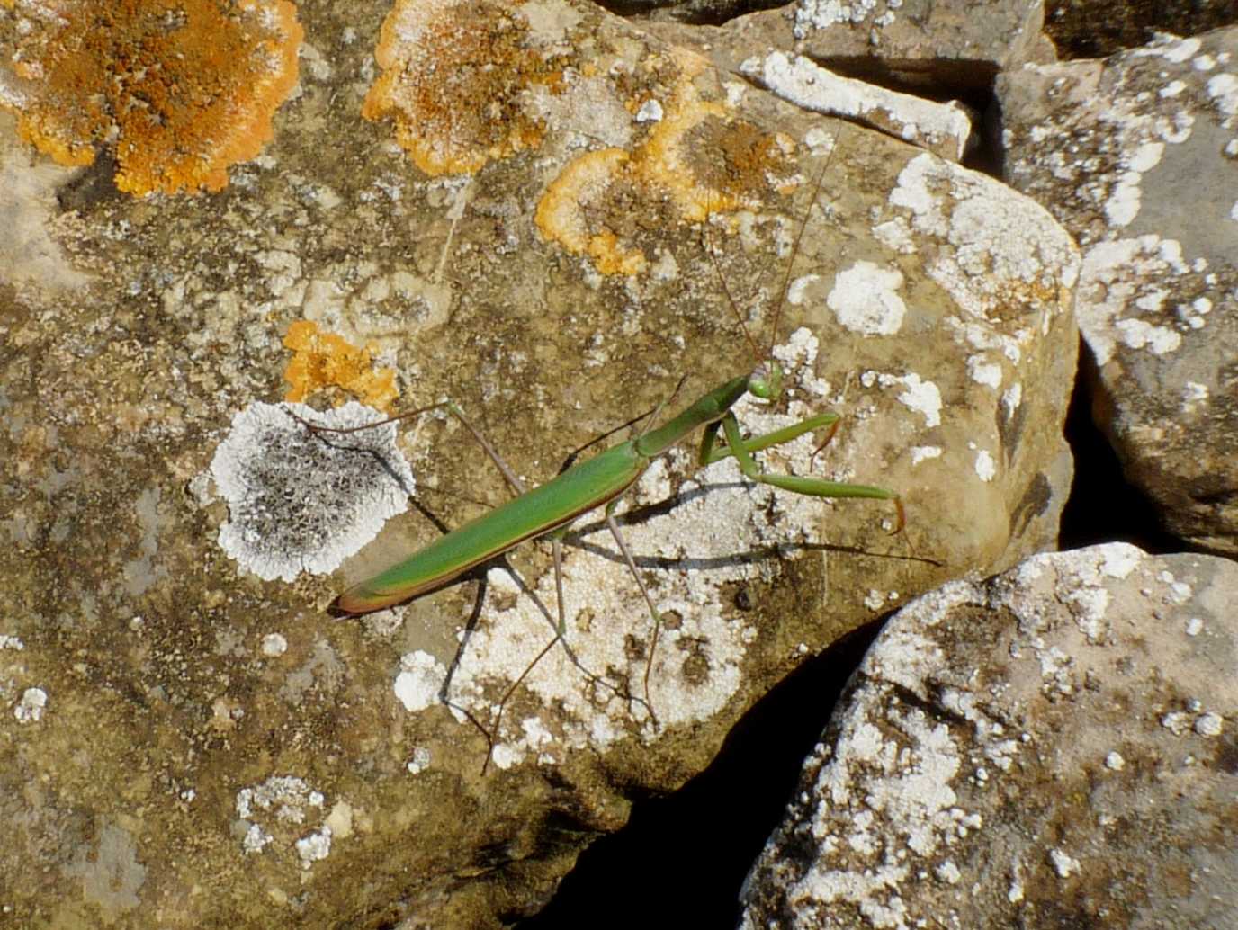 Il mistero delle mantidi mancanti